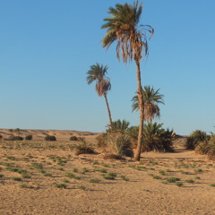 البارح منام الليل جاب حلامه