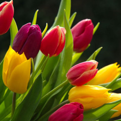 (56)(َالْوَاقِعَةُ)﷽ إِذَا وَقَعَتِ الْوَاقِعَةُ﴿١﴾لَيْسَ لِوَقْعَتِهَا كَاذِبَةٌ﴿٢﴾