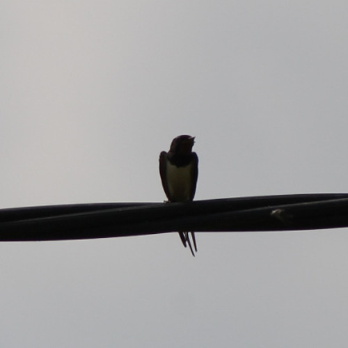 A Swallow in the Winter
