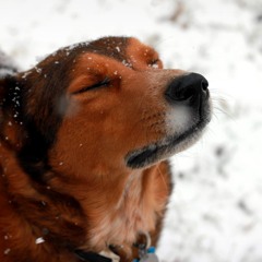 Freebie Mix 42-C - Live Set Info & Free DL