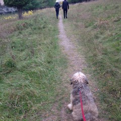 Cover Of Willie Nelson's The Scientist (Coldplay)