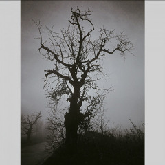 Grzegorz Trojan - Coldness