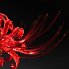 Than Thoai - Nhac Khong Loi