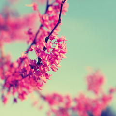 Mononoke Hime - KAITO