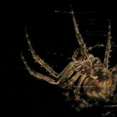 Night Spider