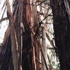 Absorbed (Stomach Earth)