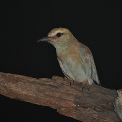 Singing birds at night
