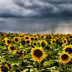 Sunflowers In The Rain