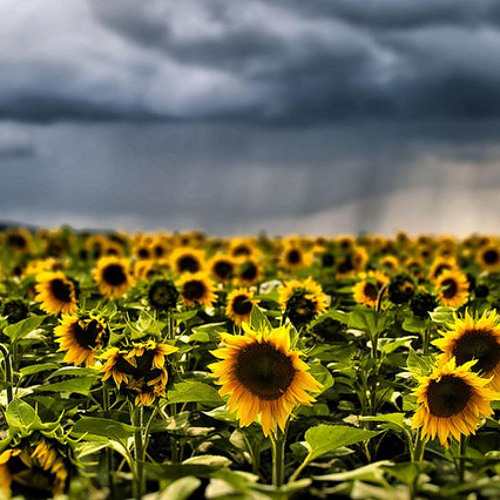 Sunflowers In The Rain