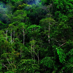 Central Amazon Biosphere Reserve: Mamori Lake