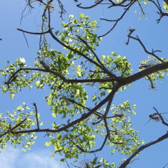 Shoulders, arms, wrists & hands