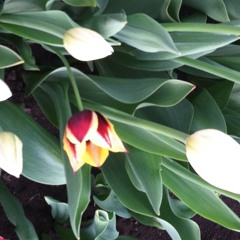 Tulip Fest (Lyrics - SlowpaceTMD ; Beat - TheClockKing)