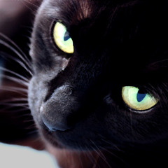 Nine Lives - Lost Notes Society