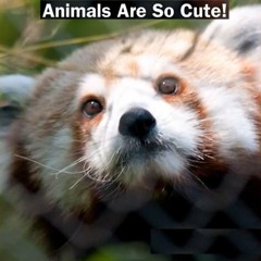 Animals Are So Cute!
