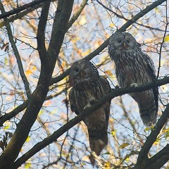 Ural Owls In Autumn In Niepołomicka Forest