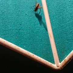 Yoron-To (feat. Lo-Shi)