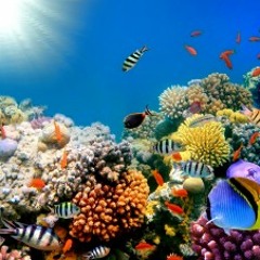 Underwater Glass Elevator [SOLD]