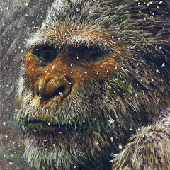 The Kentucky Vocalizations - Original Version - Edit