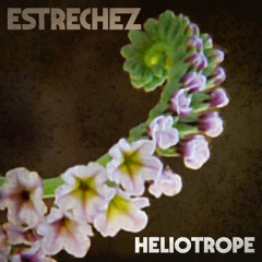 Heliotrope