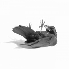 Lost Limbs & assorted dollparts