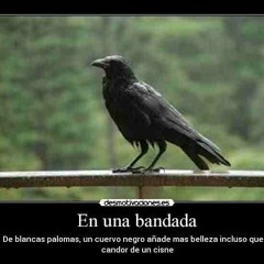 Ms13 liricas ansestrales