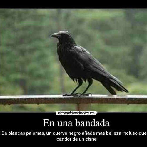 Ms13 liricas ansestrales