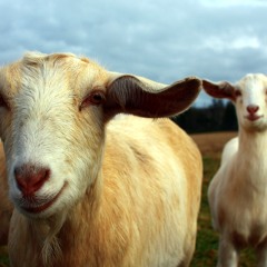 Friend Forever Remastered