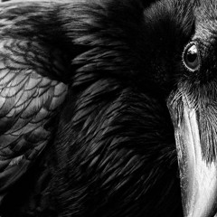 Raven (Trap Monster) FREE DOWNLOAD