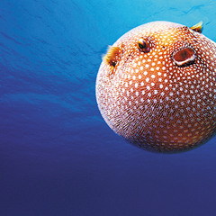 Ripley's Aquarium - Frank Fish spot