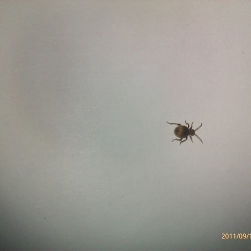 Little Bugs - Josh Taft