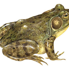 Jeremiah Was A Bullfrog [cover]