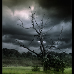 Mein Freund Der Baum Ist Tot