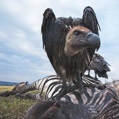 Vulture's Dubstep.MP3