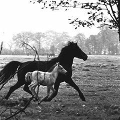 Insighful - A Horses Soul (Edited)