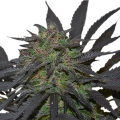 KRTEK ERRORTEK-BLUE MYSTIC
