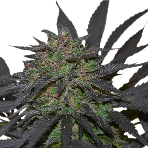 KRTEK ERRORTEK-BLUE MYSTIC