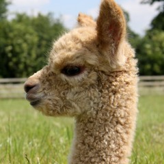 STAY (AMATEUR REMIX)