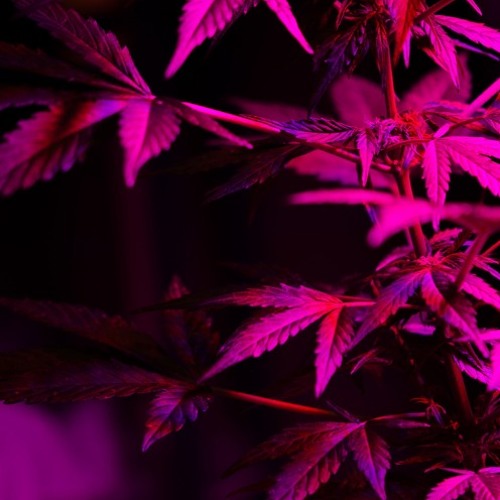 stuff to listen to when high part 3