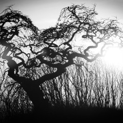Poetry In Black And White