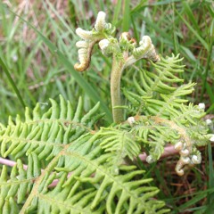 Grass And Nettles And Briars - Rachel Ní Chuinn