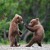 Artwork for Loud - Ari Lennox