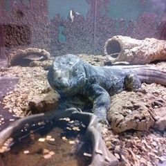 Daniel Kujat - somebody loves you