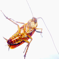 FLFL Roll (IndianCafé Mix)