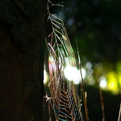 WARRIOR TASTER TRACK MASTER