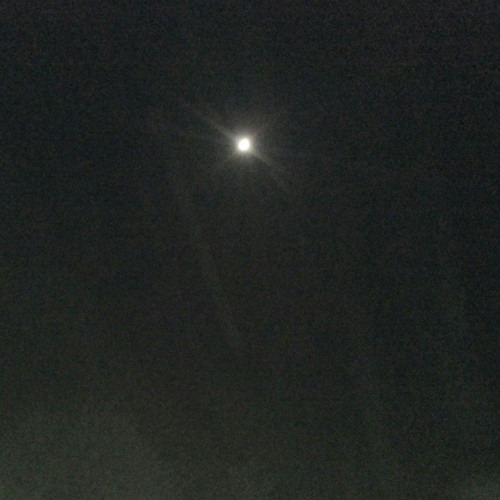 سرسار