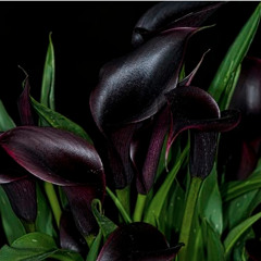 Ferdinand Herold | Clog Dance