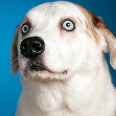 Arctic Monkeys - Fluorescent Adolescent FEAT. DOG