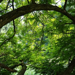 Serenityloop