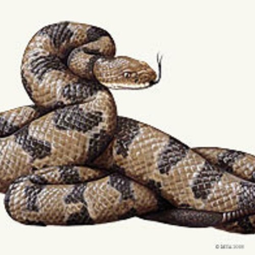 I Don't Care Anymore - Phil Collins