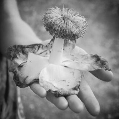 where have all the flowers gone